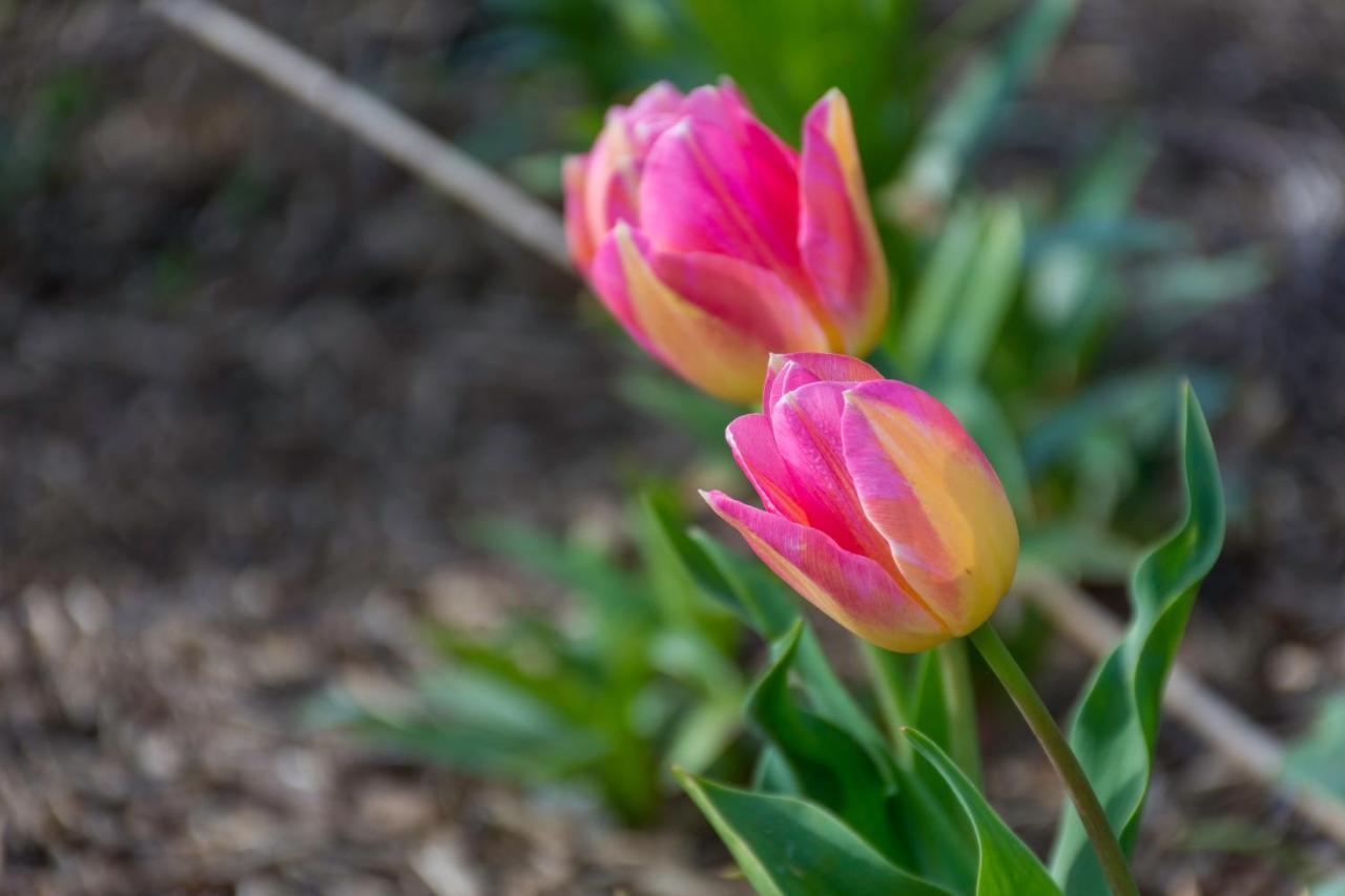 Gem Bed And Breakfast Christchurch Bagian luar foto